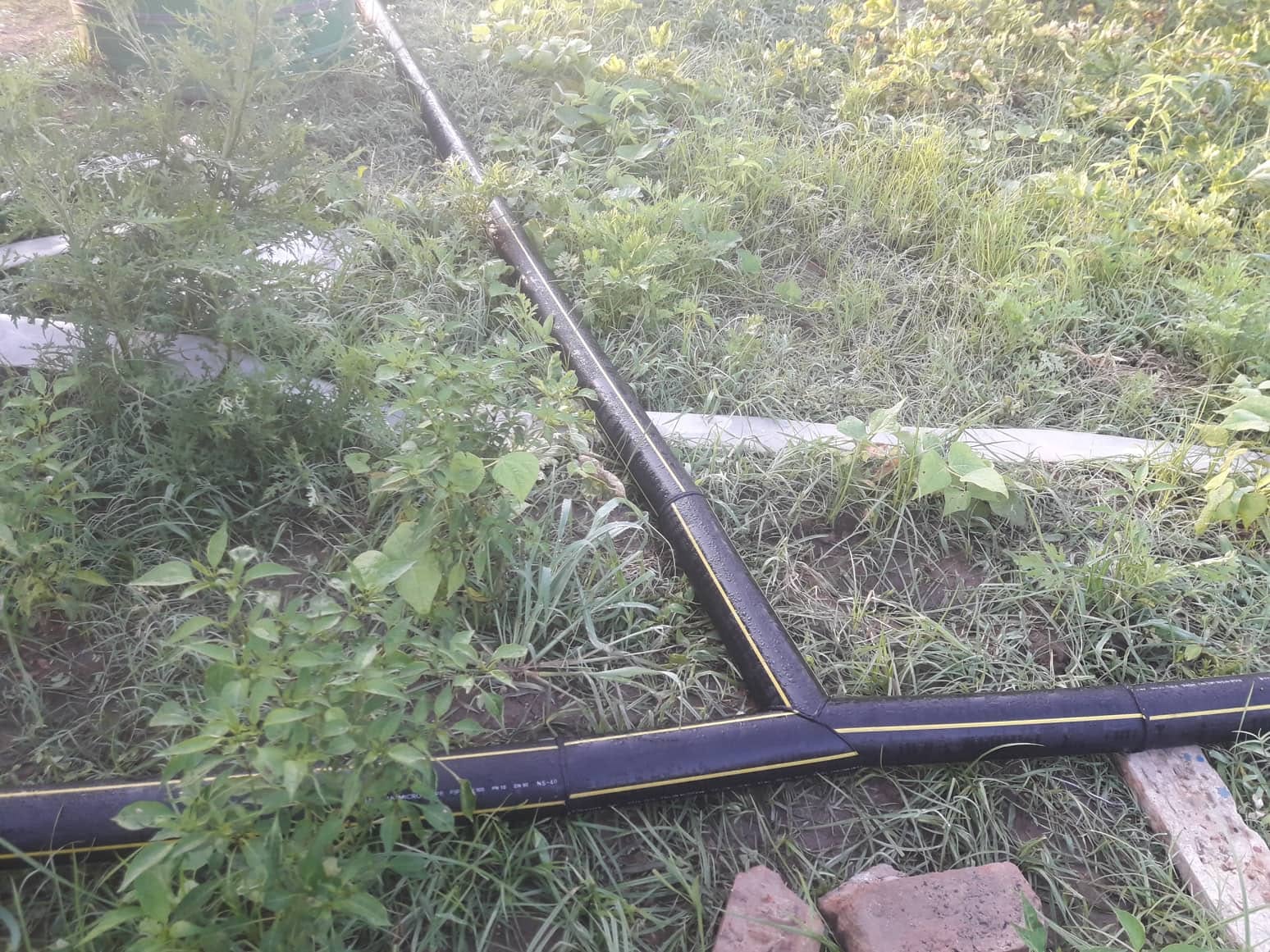 Joined irrigation pipes laid among plants