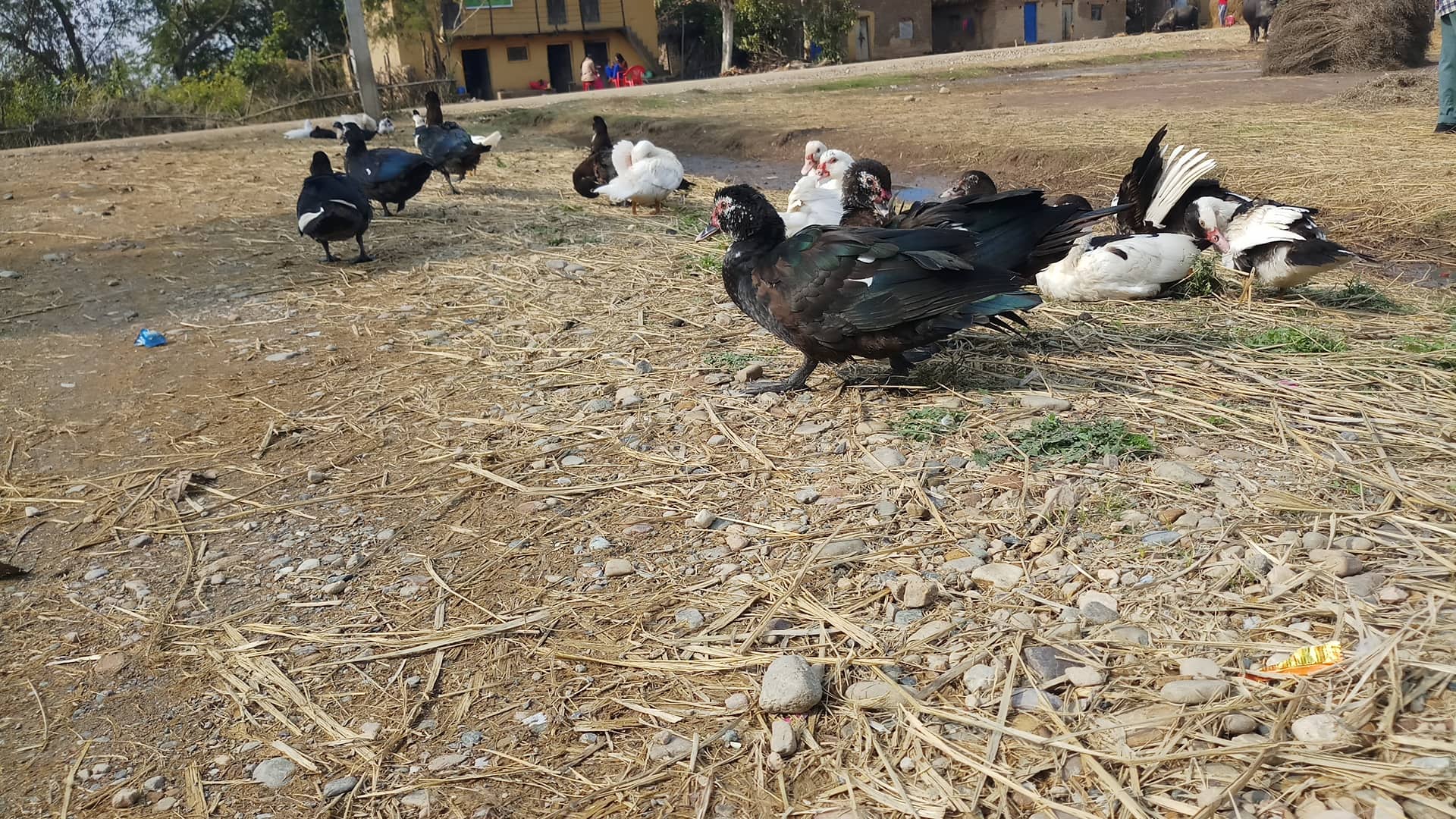 Ducks on a rural farm