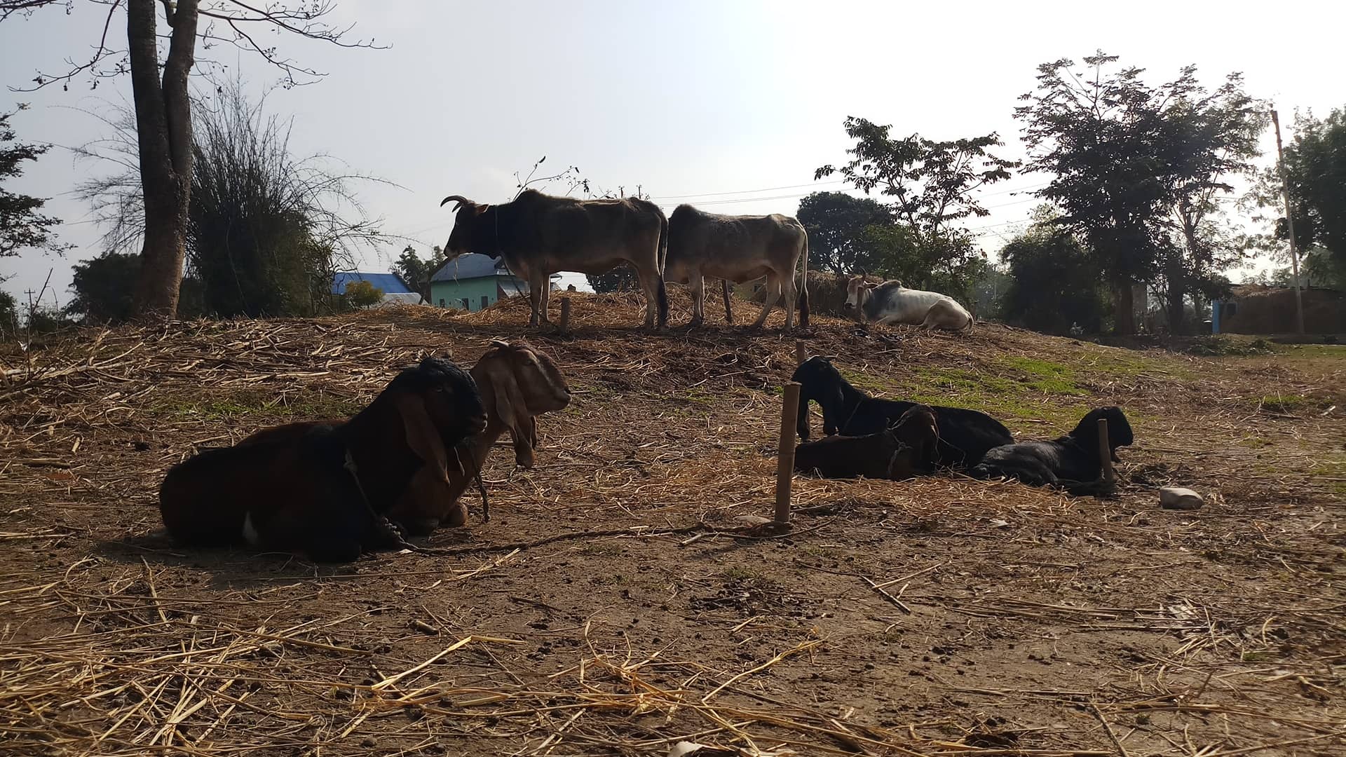 Cattle and goats resting on a farm in Malawar