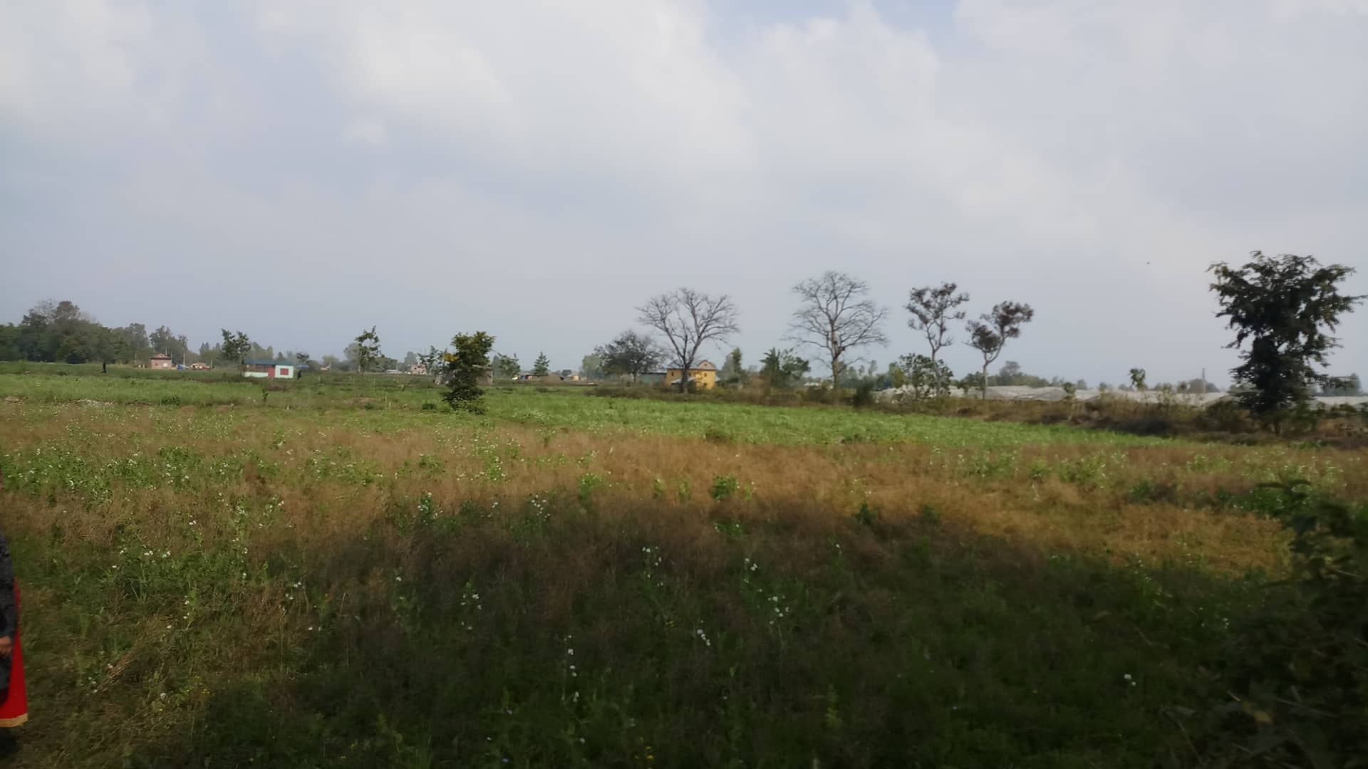 Green agricultural landscape