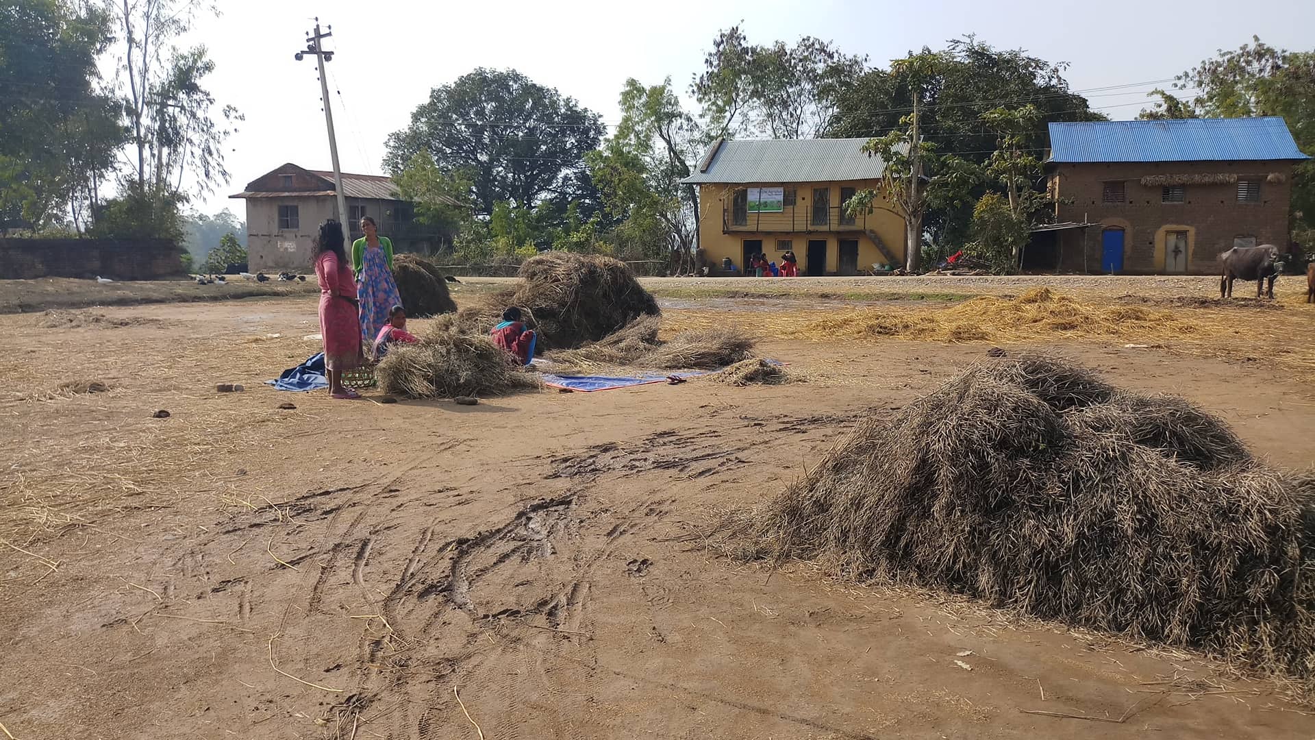People working around harvested straw